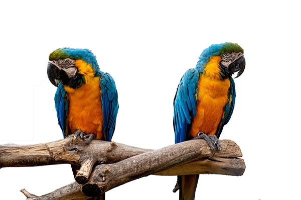 Zwei schmollende Aras sitzen auf einem Ast und vermeiden sich anzusehen